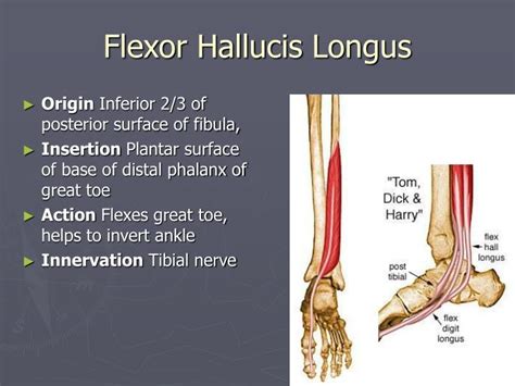 alluc shaft|Flexor hallucis longus: Origins, insertions and actions .